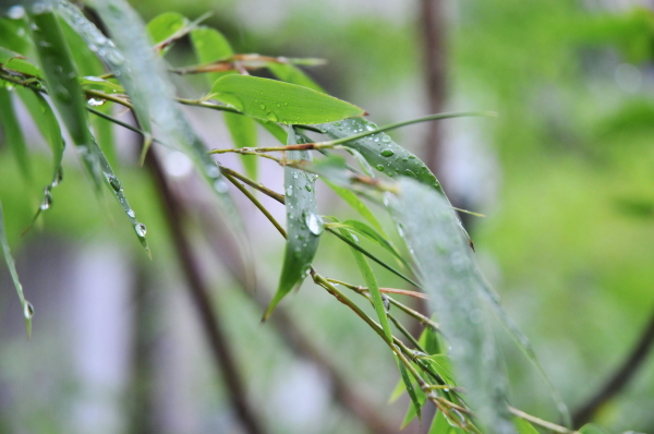 二宮町内で雨の日の過ごし方、オススメ4選