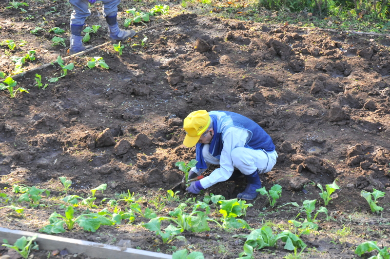 二宮町・吾妻山公園・菜の花畑の準備