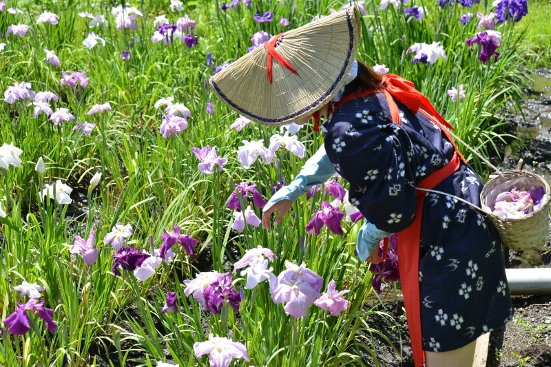 二宮町のせせらぎ公園のハナショウブが見頃