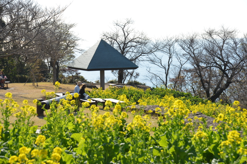 二宮町・吾妻山公園・菜の花ウォッチング2019が始まります