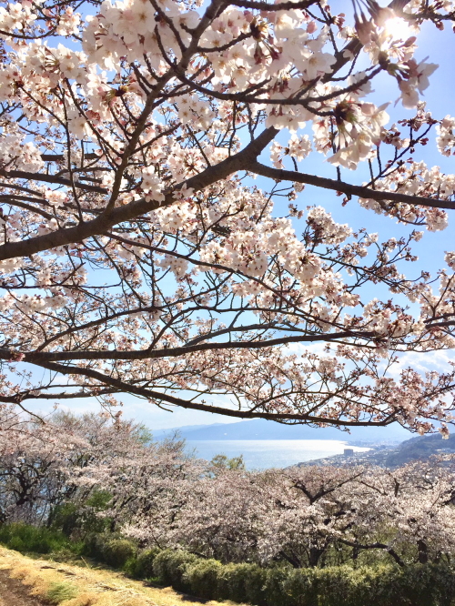 二宮町の桜が綺麗な場所6選！