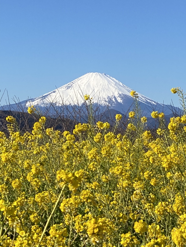 吾妻山・菜の花ウォッチング2023